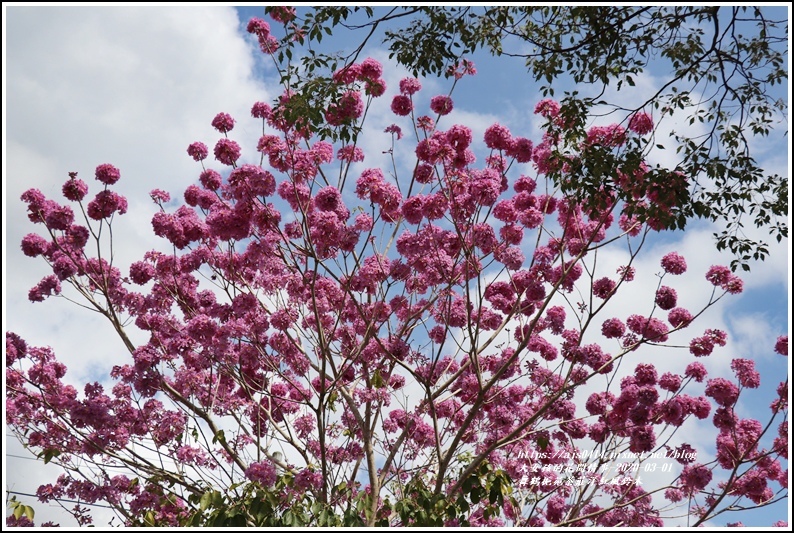 舞鶴梔苑茶莊洋紅風鈴木-2020-03-03.jpg