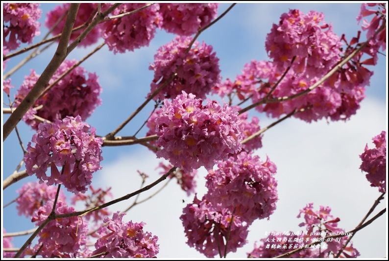 舞鶴梔苑茶莊洋紅風鈴木-2020-03-05.jpg