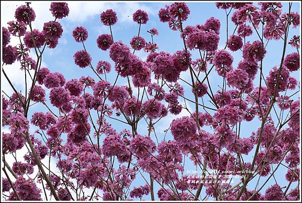 舞鶴梔苑茶莊洋紅風鈴木-2020-03-07.jpg