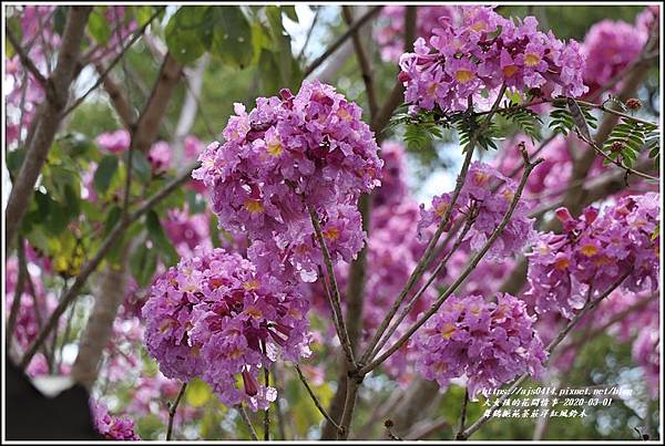 舞鶴梔苑茶莊洋紅風鈴木-2020-03-15.jpg