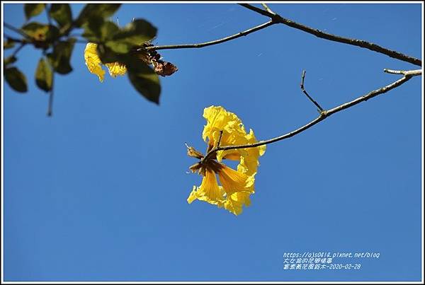 富源黃花風鈴木-2020-02-06.jpg