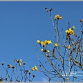 富源黃花風鈴木-2020-02-07.jpg