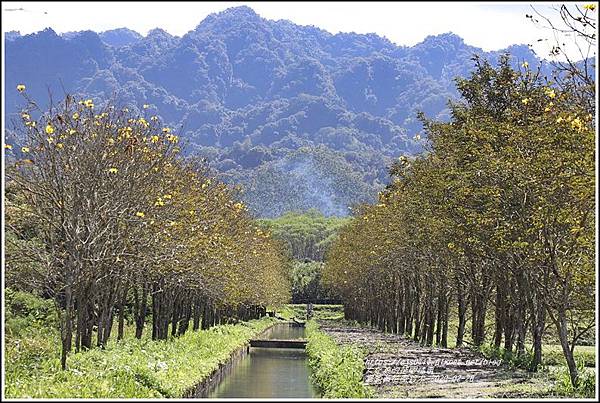 富源黃花風鈴木-2020-02-11.jpg