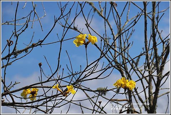 富源黃花風鈴木-2020-02-15.jpg