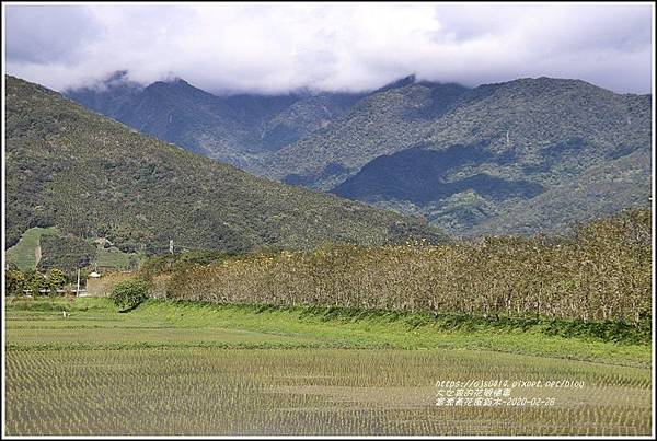 富源黃花風鈴木-2020-02-22.jpg