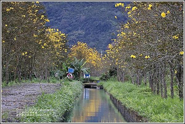 富源黃花風鈴木-2020-03-13.jpg