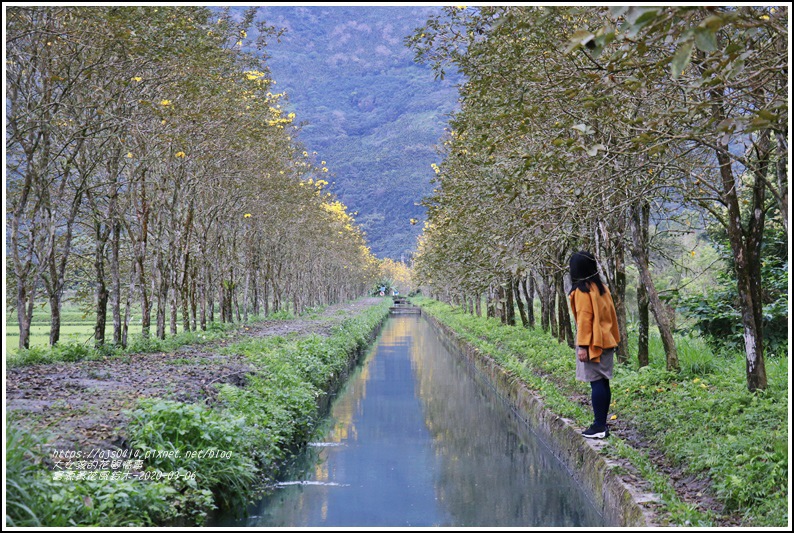 富源黃花風鈴木-2020-03-07.jpg