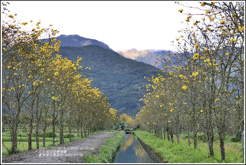 富源黃花風鈴木-2020-03-14.jpg