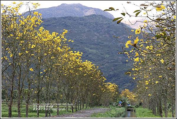 富源黃花風鈴木-2020-03-19.jpg