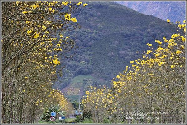 富源黃花風鈴木-2020-03-17.jpg