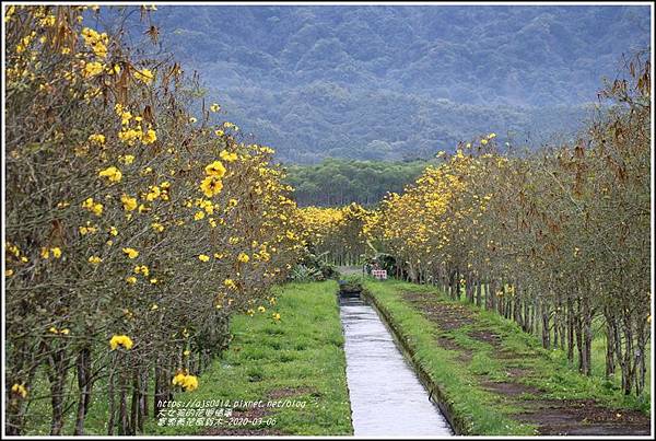 富源黃花風鈴木-2020-03-35.jpg