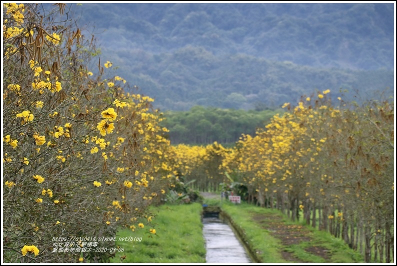 富源黃花風鈴木-2020-03-34.jpg