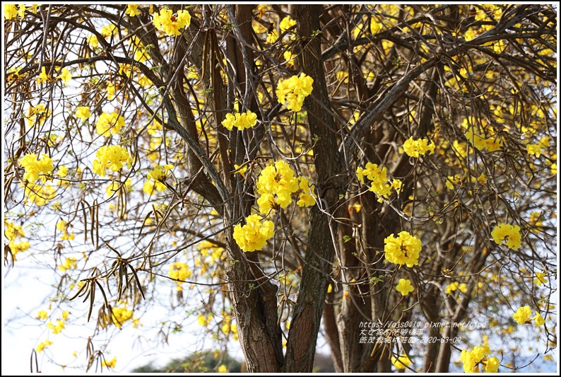 統茂渡假村莊園-2020-03-12.jpg