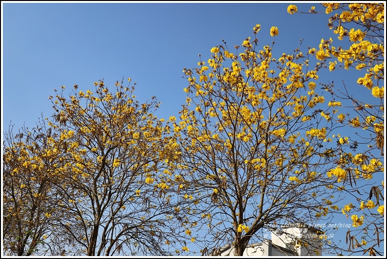 統茂渡假村莊園-2020-03-16.jpg