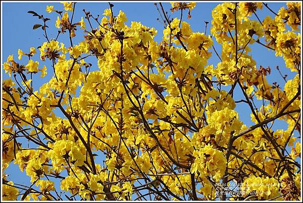 統茂渡假村莊園-2020-03-19.jpg