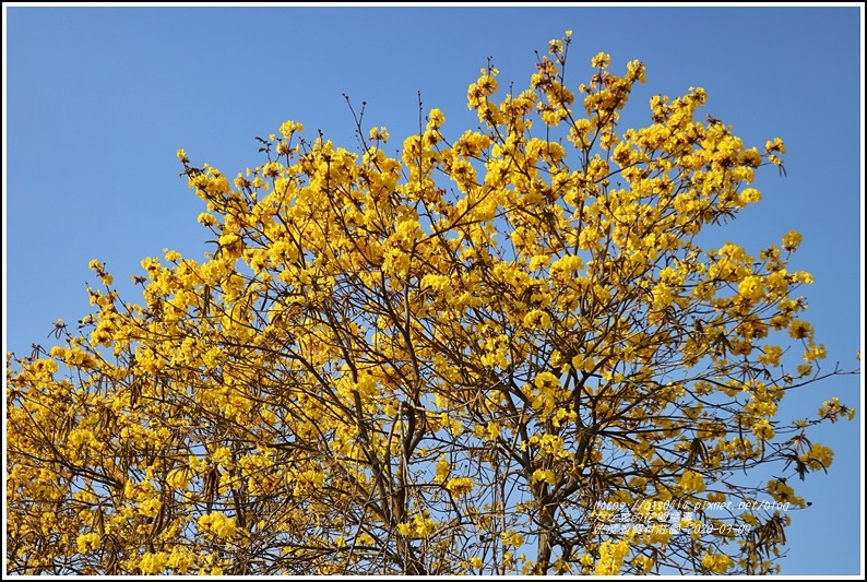 統茂渡假村莊園-2020-03-20.jpg