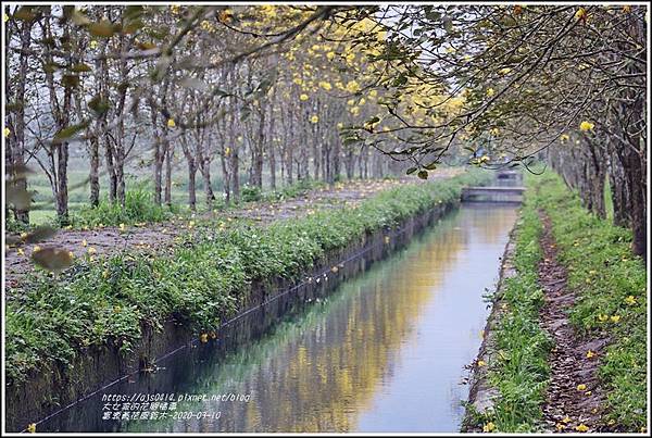 富源黃花風鈴木-2020-03-43.jpg