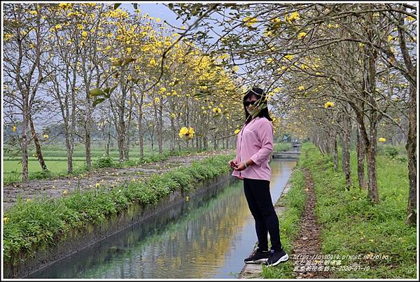 富源黃花風鈴木-2020-03-46.jpg