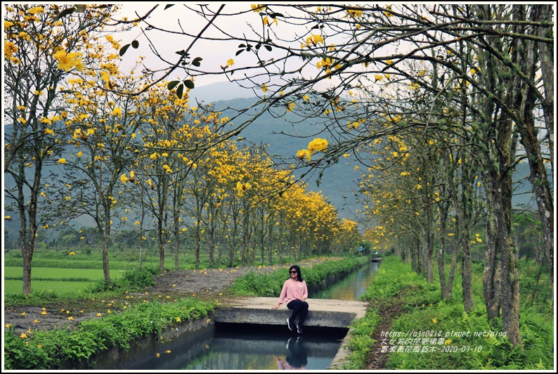 花蓮,興泉圳,黃花風鈴木,花蓮賞花,步道,吊橋,花蓮景點