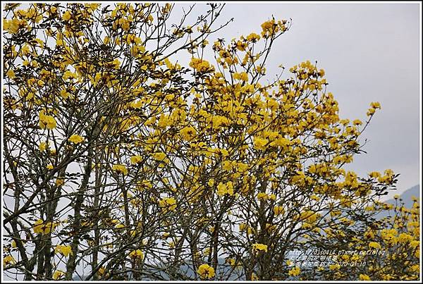 富源黃花風鈴木-2020-03-47.jpg