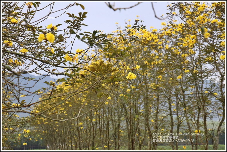 富源黃花風鈴木-2020-03-48.jpg