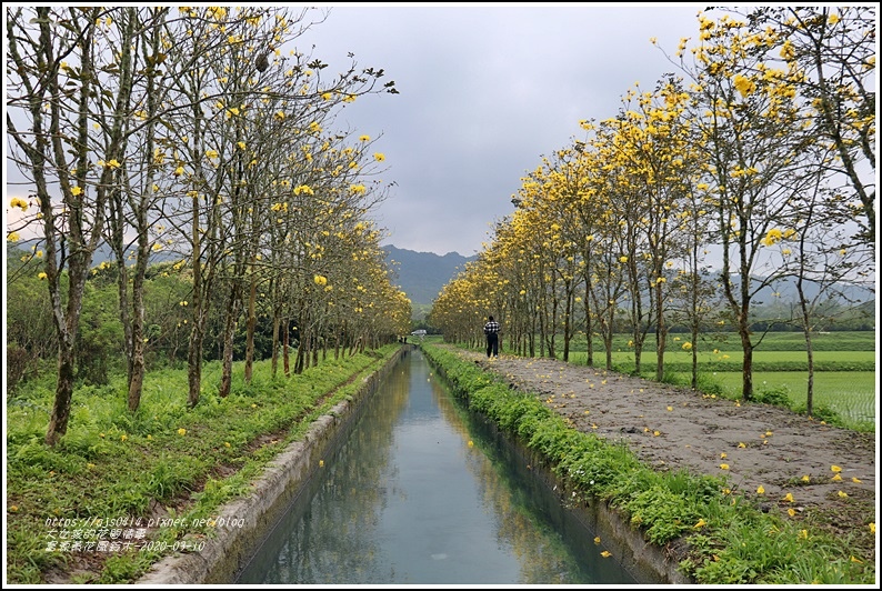 富源黃花風鈴木-2020-03-58.jpg