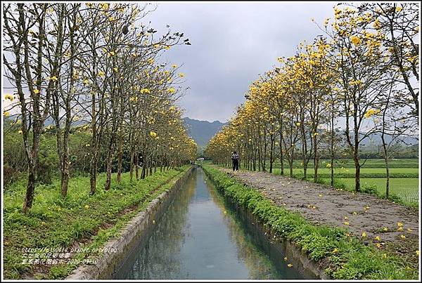 富源黃花風鈴木-2020-03-58.jpg