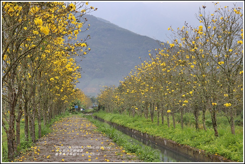 富源黃花風鈴木-2020-03-57.jpg