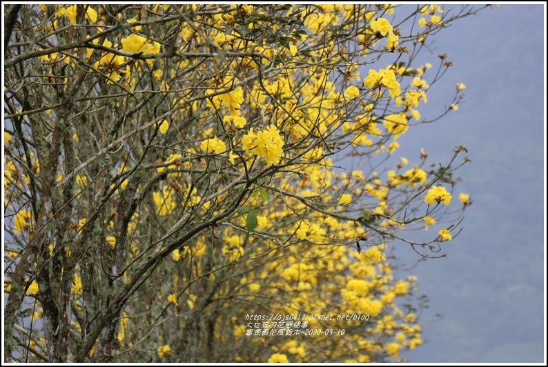 富源黃花風鈴木-2020-03-69.jpg