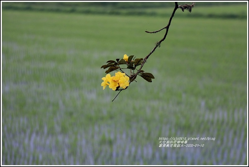 富源黃花風鈴木-2020-03-66.jpg