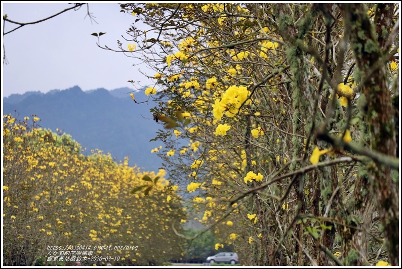 富源黃花風鈴木-2020-03-70.jpg