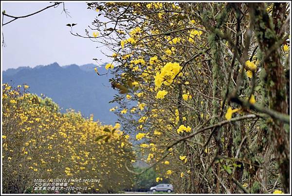 富源黃花風鈴木-2020-03-70.jpg