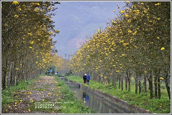 富源黃花風鈴木-2020-03-82.jpg