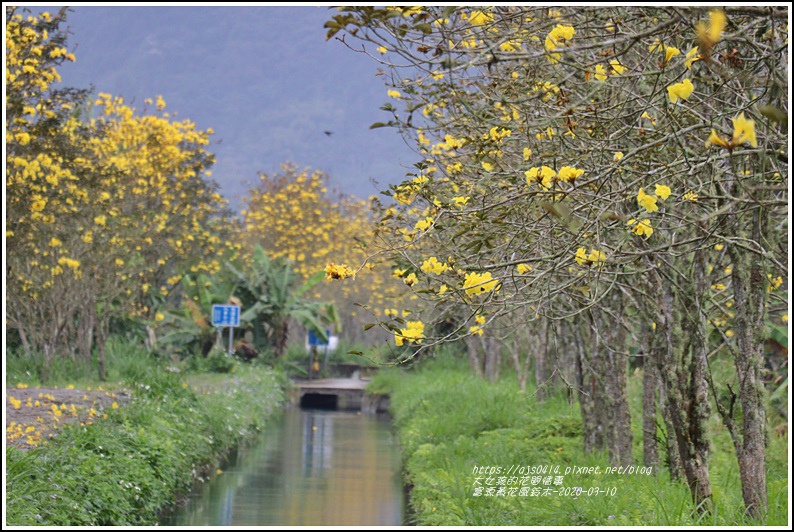 富源黃花風鈴木-2020-03-78.jpg