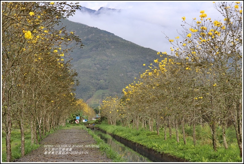 富源黃花風鈴木-2020-03-87.jpg