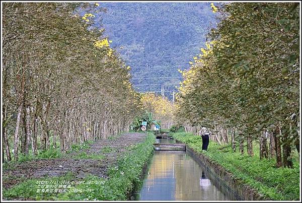 富源黃花風鈴木-2020-03-85.jpg