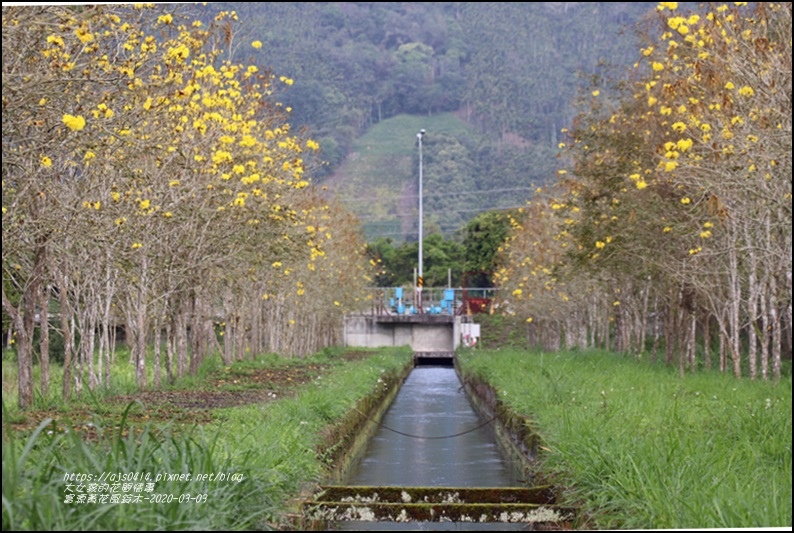 富源黃花風鈴木-2020-03-88.jpg