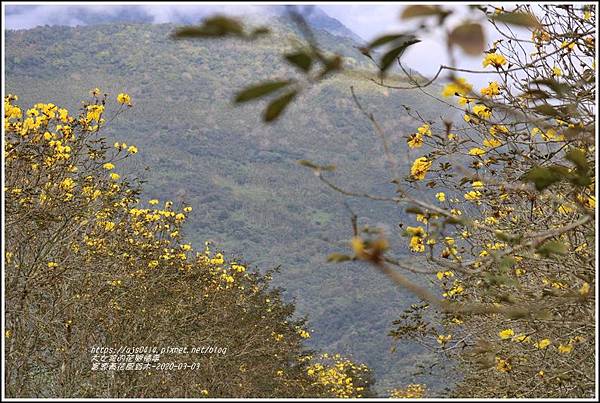 富源黃花風鈴木-2020-03-92.jpg