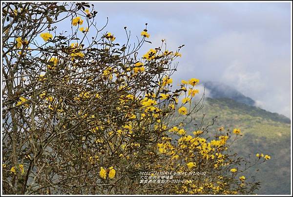 富源黃花風鈴木-2020-03-90.jpg