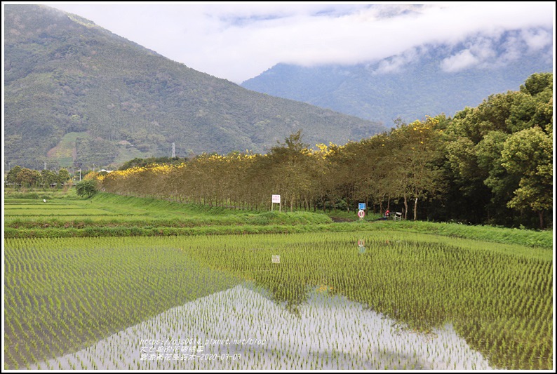 富源黃花風鈴木-2020-03-91.jpg