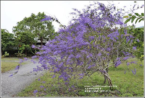 錫葉藤(許願藤)-2020-03-12.jpg