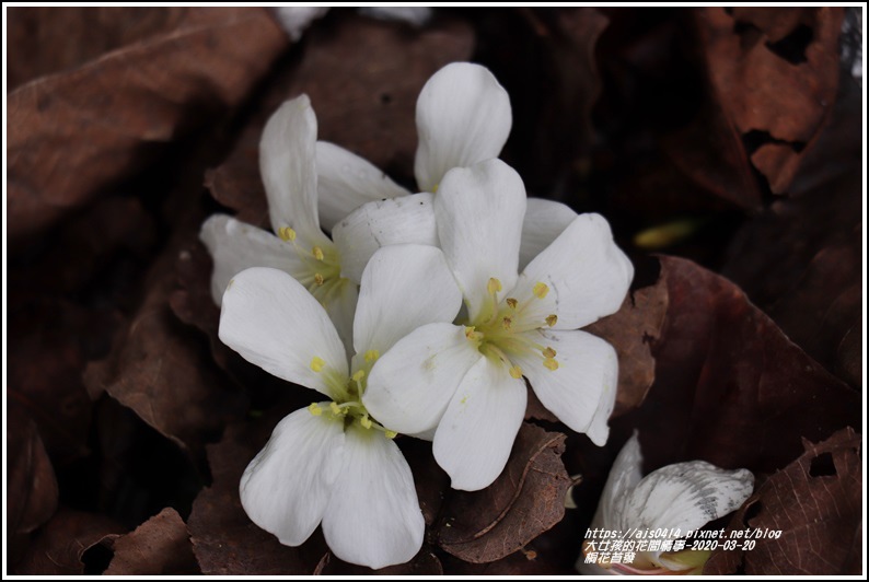 富源桐花-2020-03-02.jpg