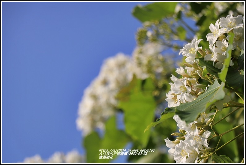 富源桐花-2020-03-23.jpg