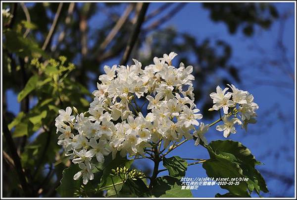 富源桐花-2020-03-25.jpg