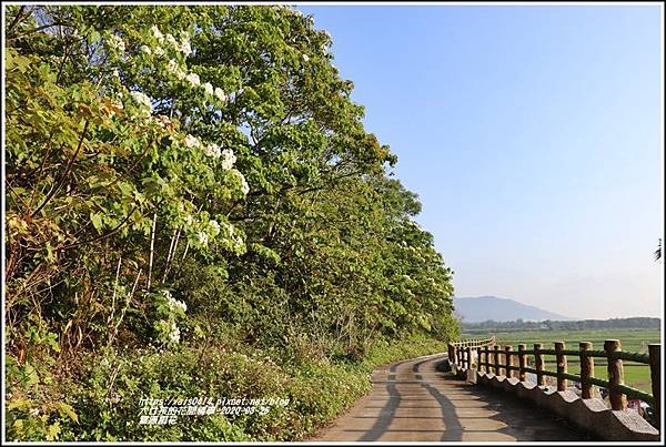 富源桐花-2020-03-34.jpg