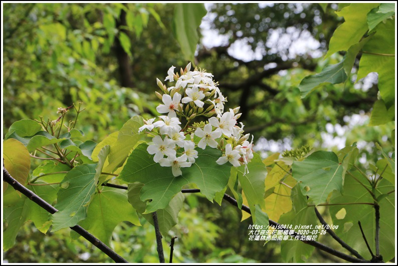 花蓮林務局南華工作站桐花-2020-03-06.jpg