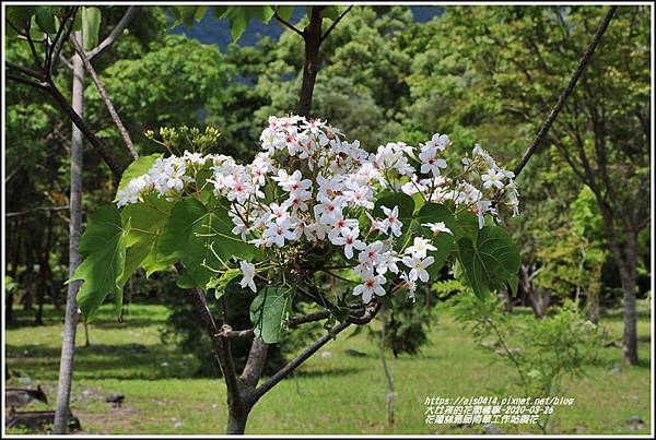 花蓮林務局南華工作站桐花-2020-03-15.jpg