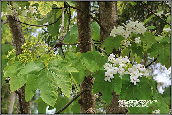 花蓮林務局南華工作站桐花-2020-03-26.jpg