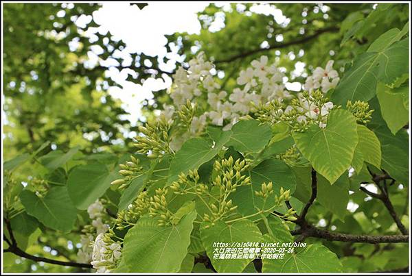 花蓮林務局南華工作站桐花-2020-03-62.jpg