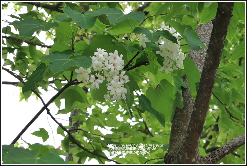 花蓮林務局南華工作站桐花-2020-03-63.jpg